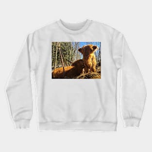 Scottish Highland Cattle Cow and Calf 1965 Crewneck Sweatshirt